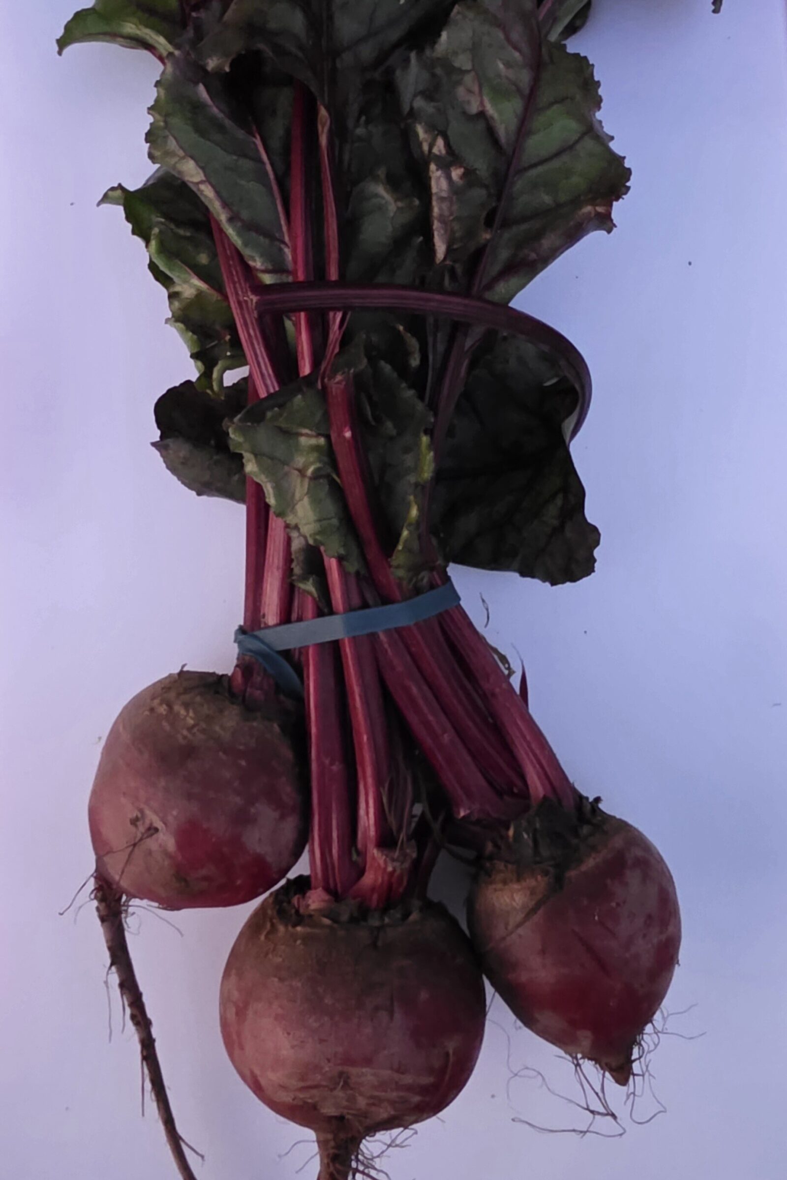 Delightfully Fresh Organics Certified Organic Beetroot 3-4 Bunch