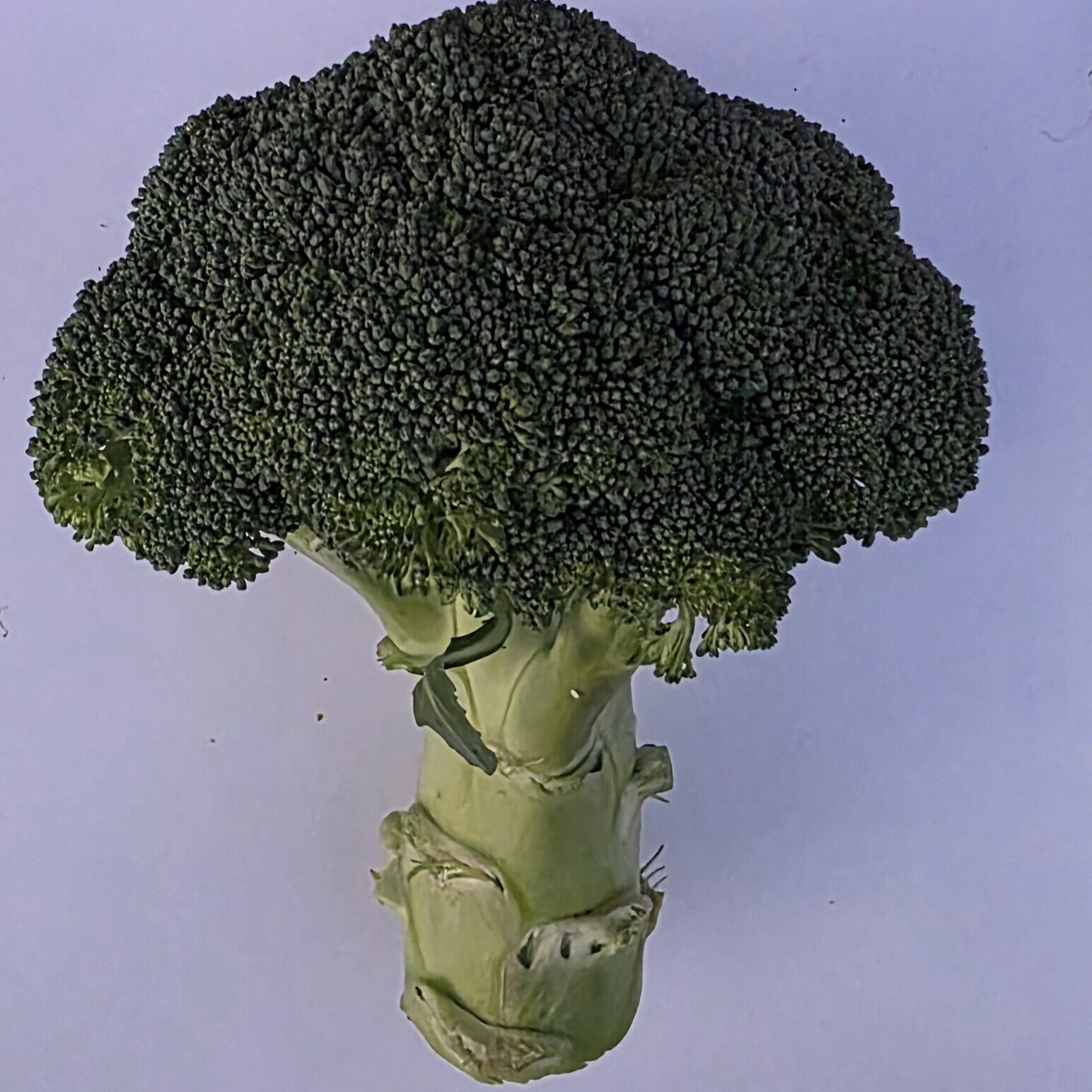Delightfully Fresh Organics Certified Organic Broccoli