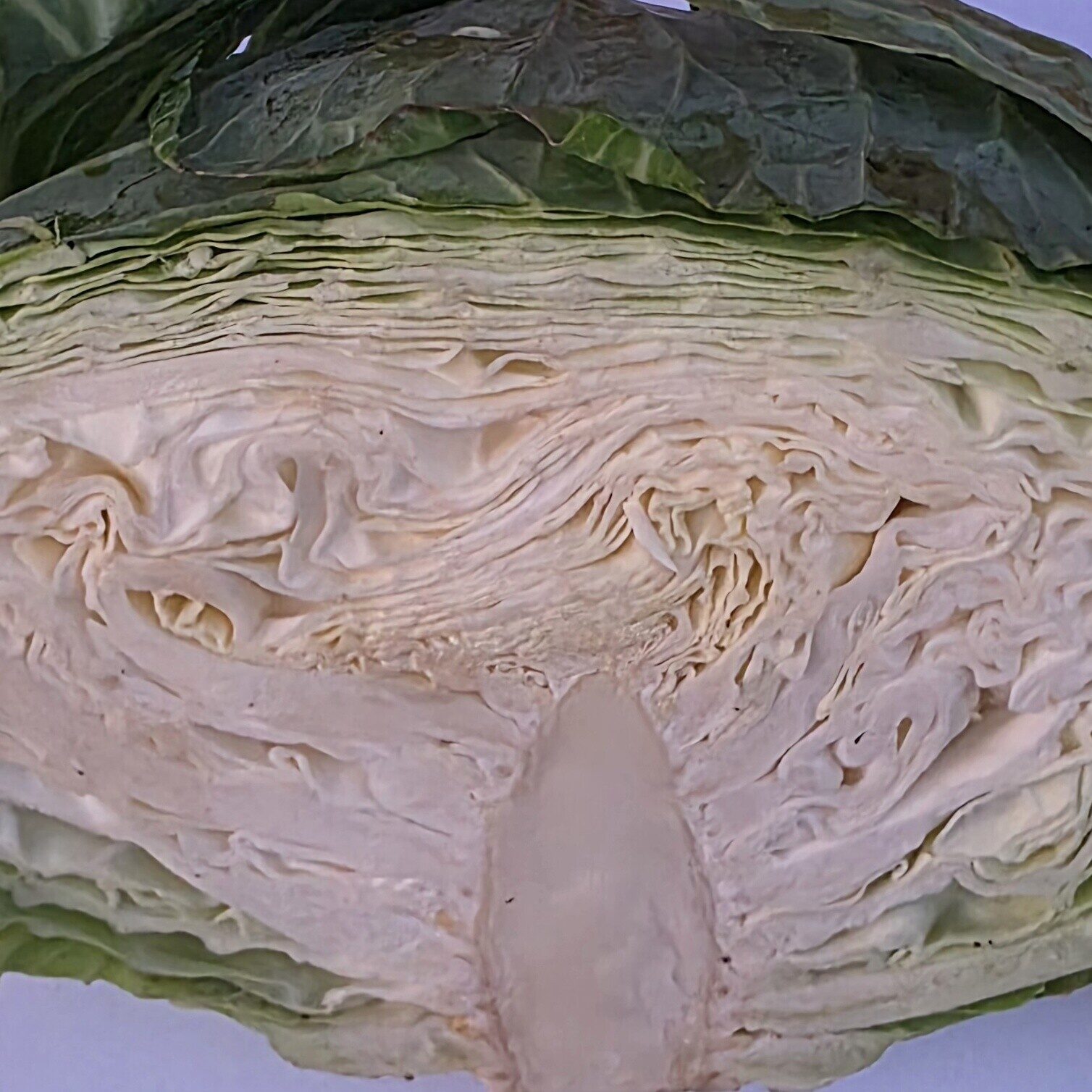 Delightfully Fresh Organics Certified Organic Cabbage - Green Half (half)