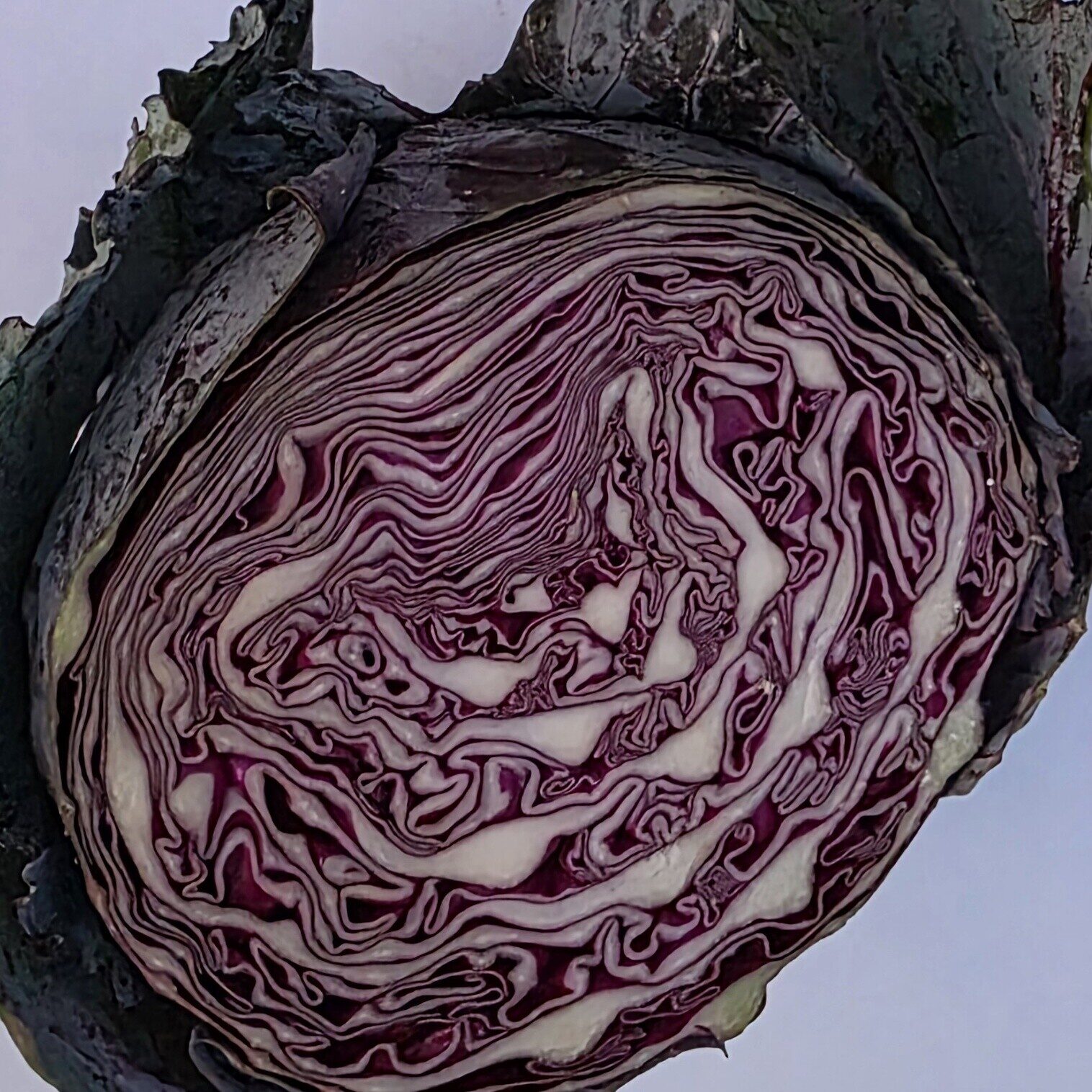 Delightfully Fresh Organics Certified Organic Cabbage - Red Whole