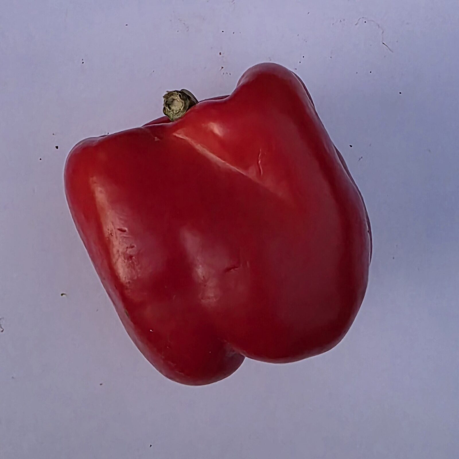Delightfully Fresh Organics Certified Organic Capsicum - Red