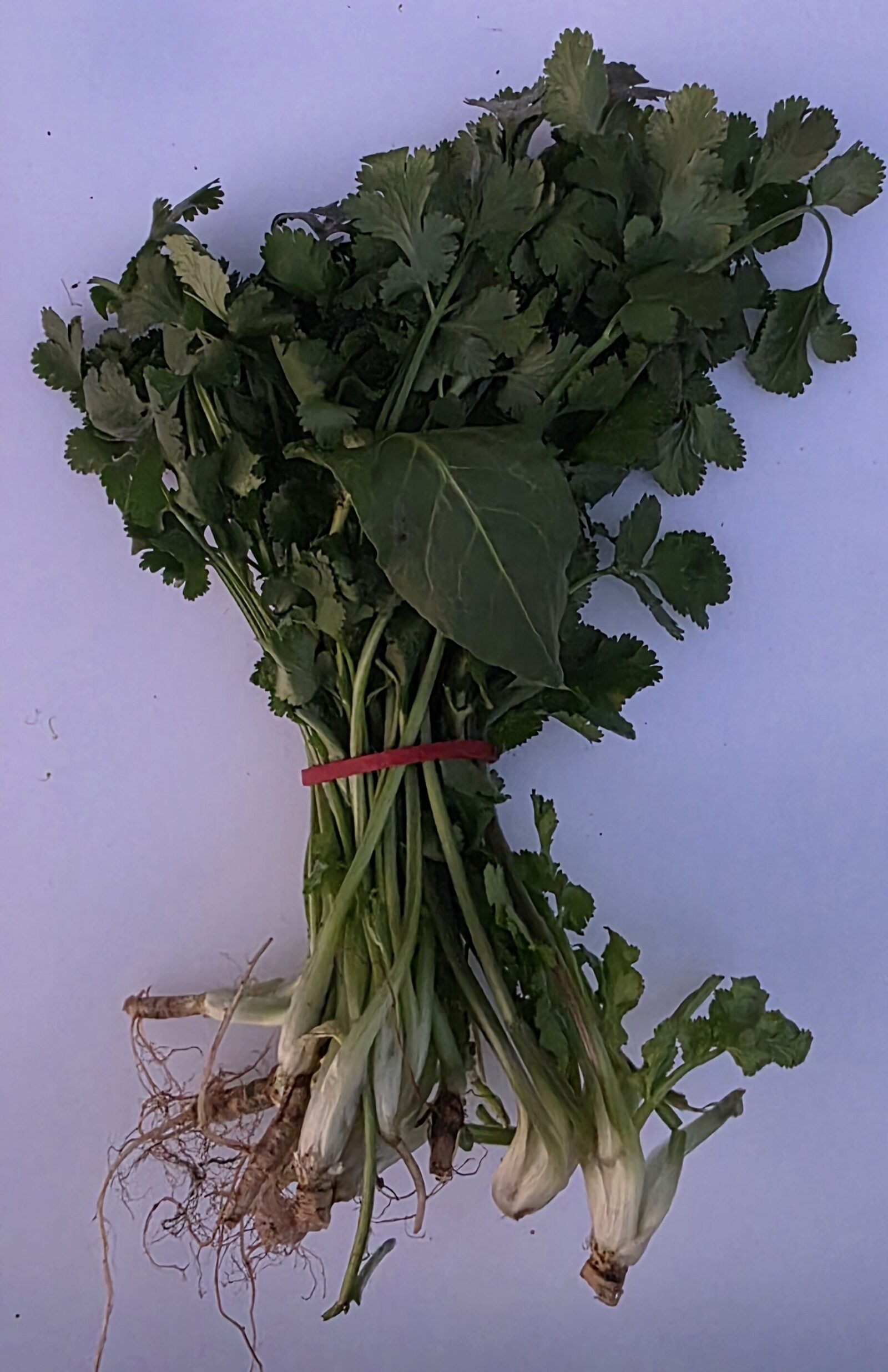 Delightfully Fresh Organics Certified Organic Coriander Bunch