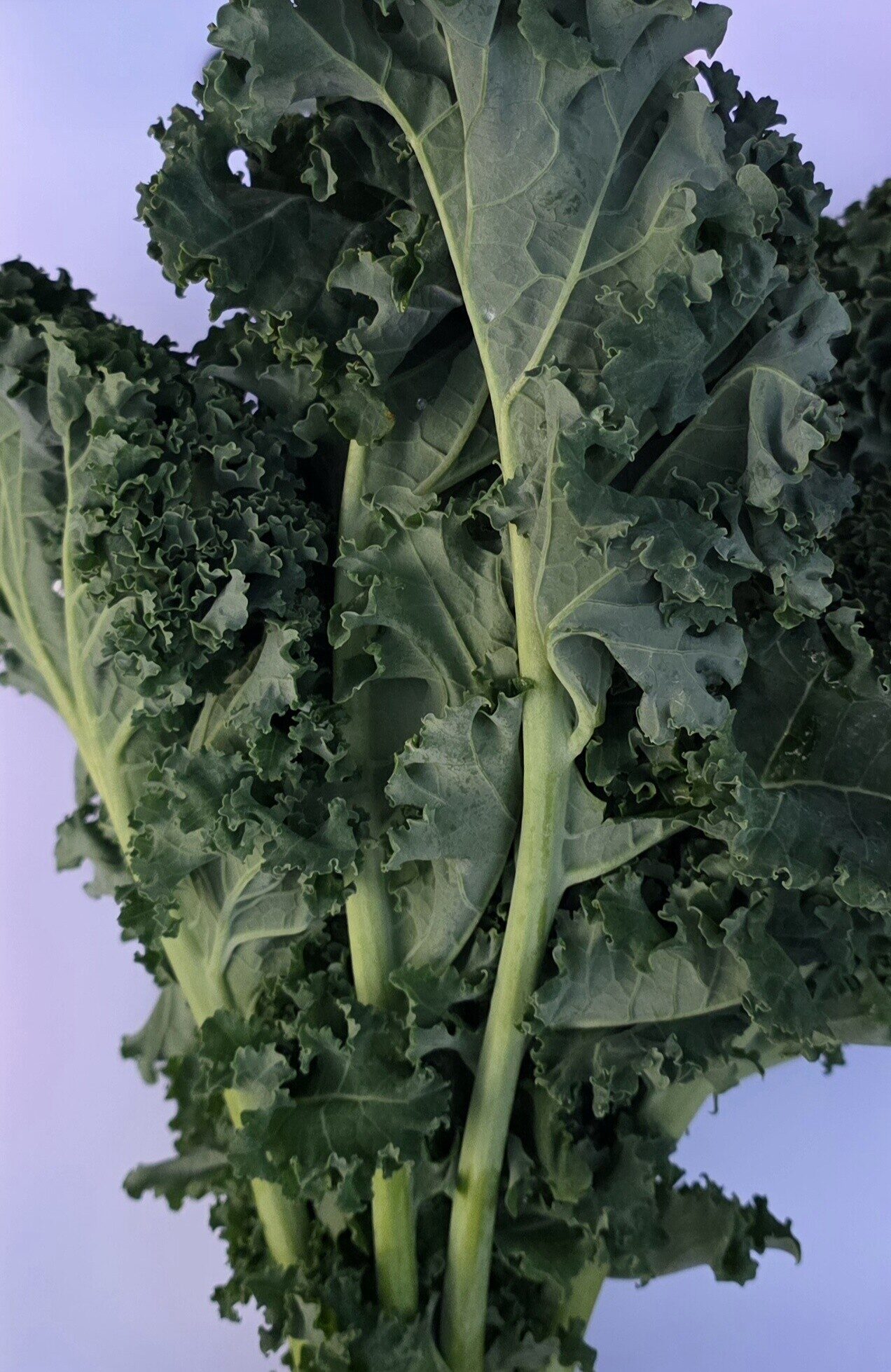 Delightfully Fresh Organics Certified Organic Kale Bunch