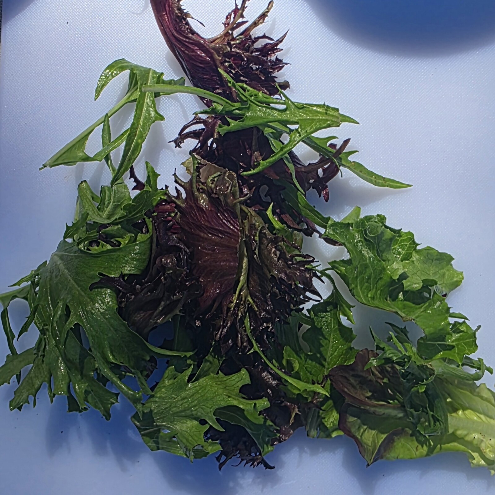 Delightfully Fresh Organics Certified Organic Mixed Salad Leaves 150g