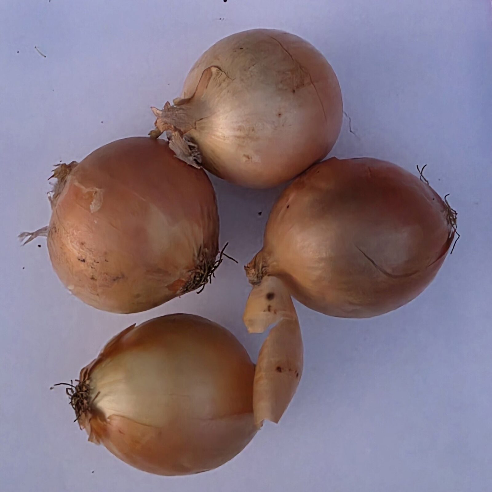 Delightfully Fresh Organics Certified Organic Onion - Brown