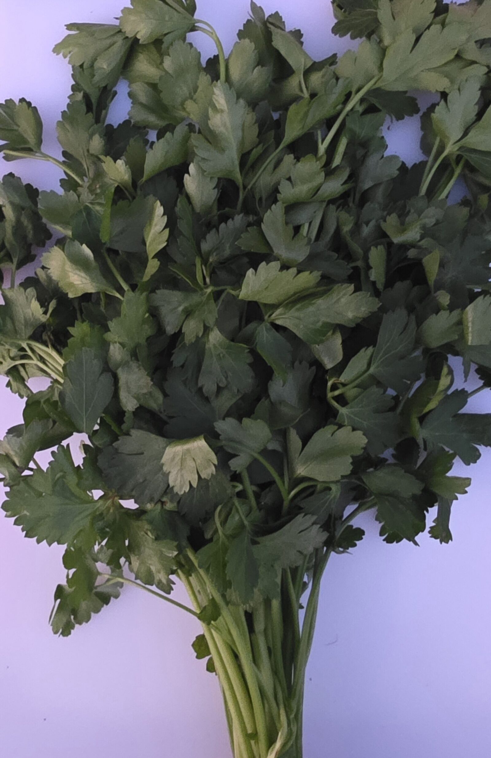 Delightfully Fresh Organics Certified Organic Parsley - Italian Bunch