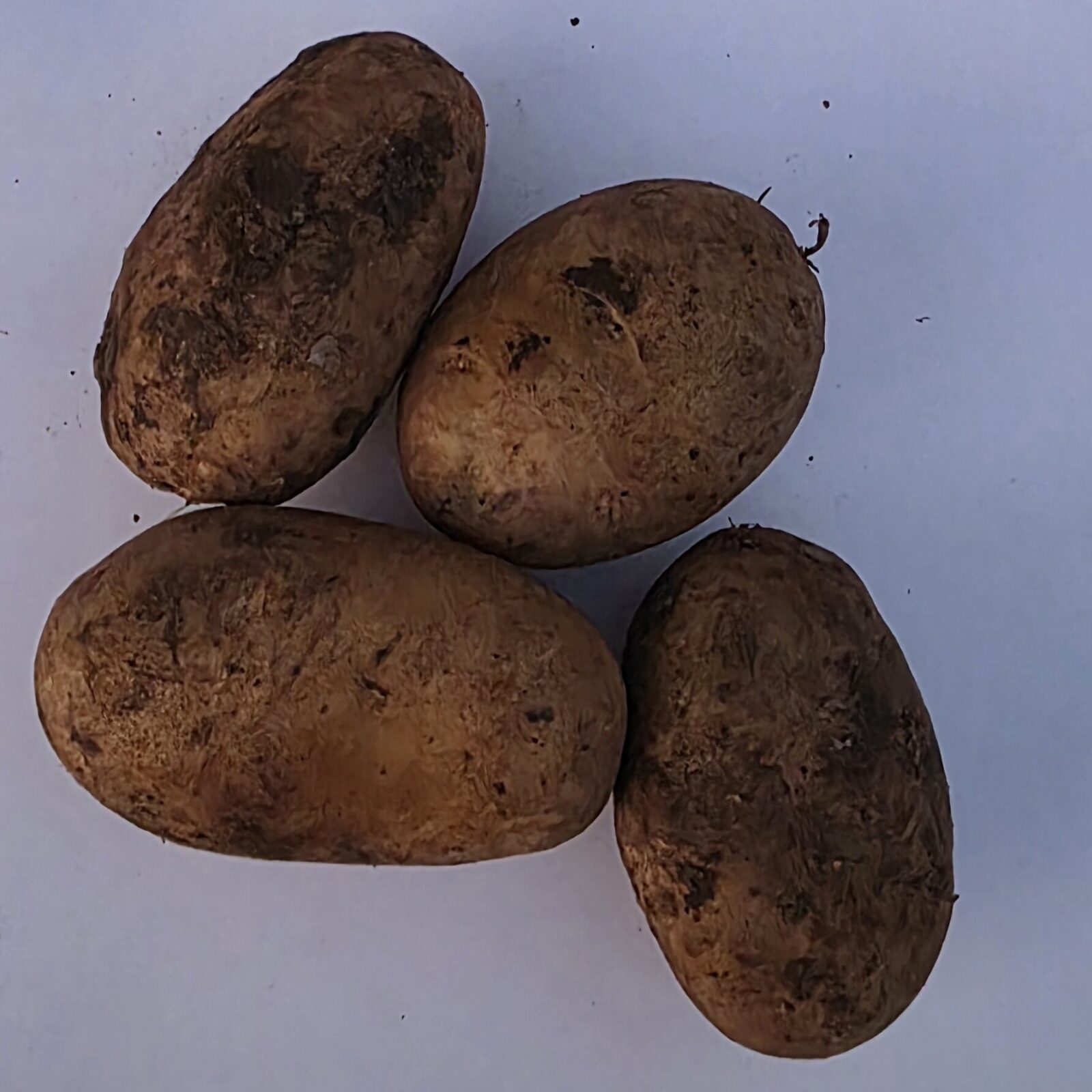Delightfully Fresh Organics Certified Organic Potato - Dutch Cream
