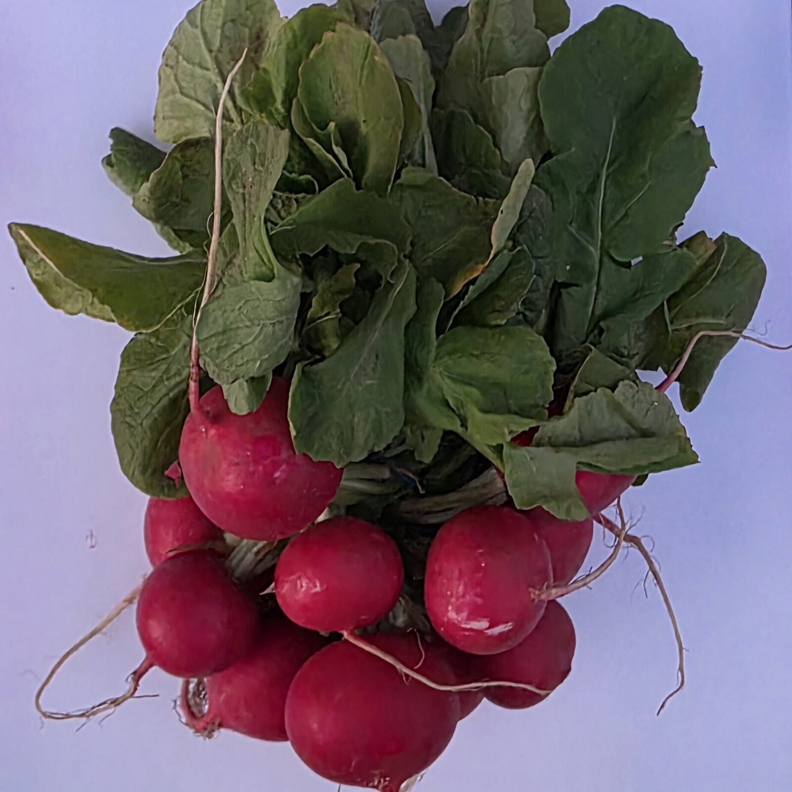 Delightfully Fresh Organics Certified Organic Radish (bunch)