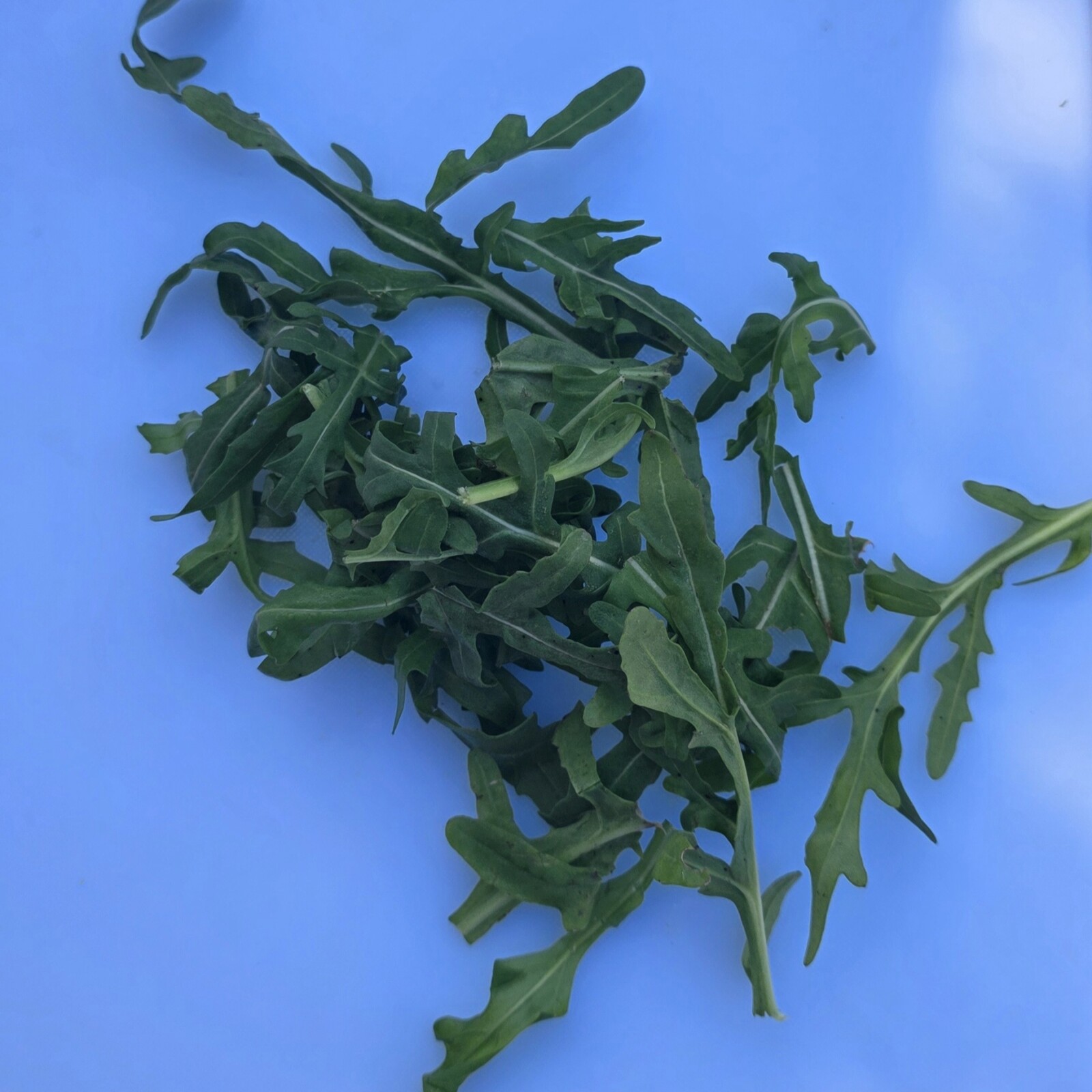 Delightfully Fresh Organics Certified Organic Rocket Leaves 150g