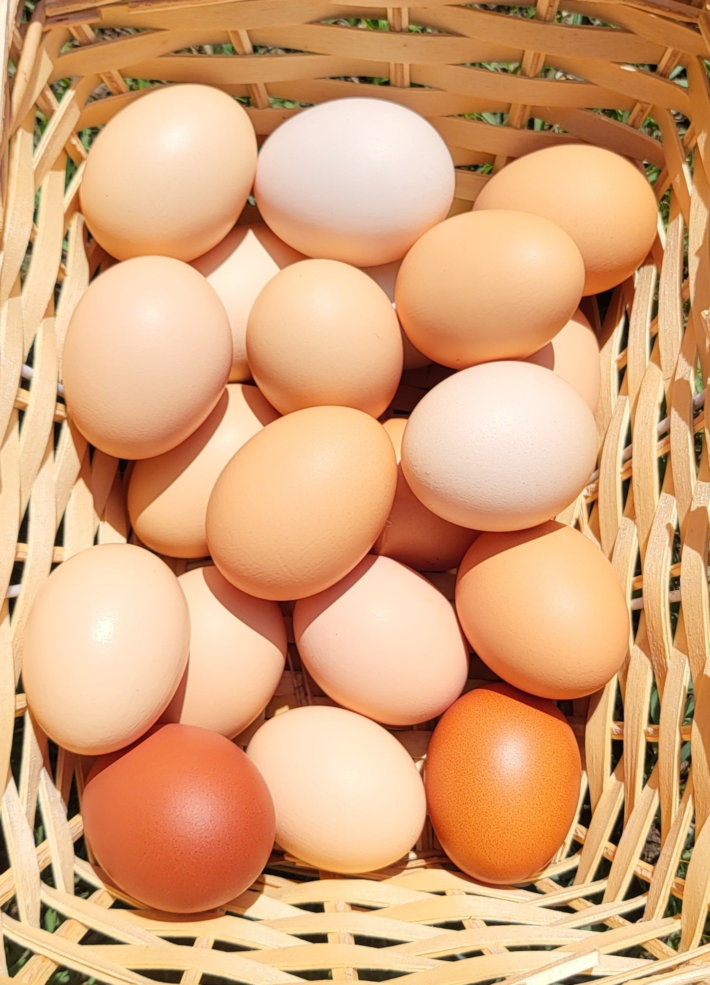 Pickering Family Farm 1 Dozen Farm Fresh Chicken Eggs
