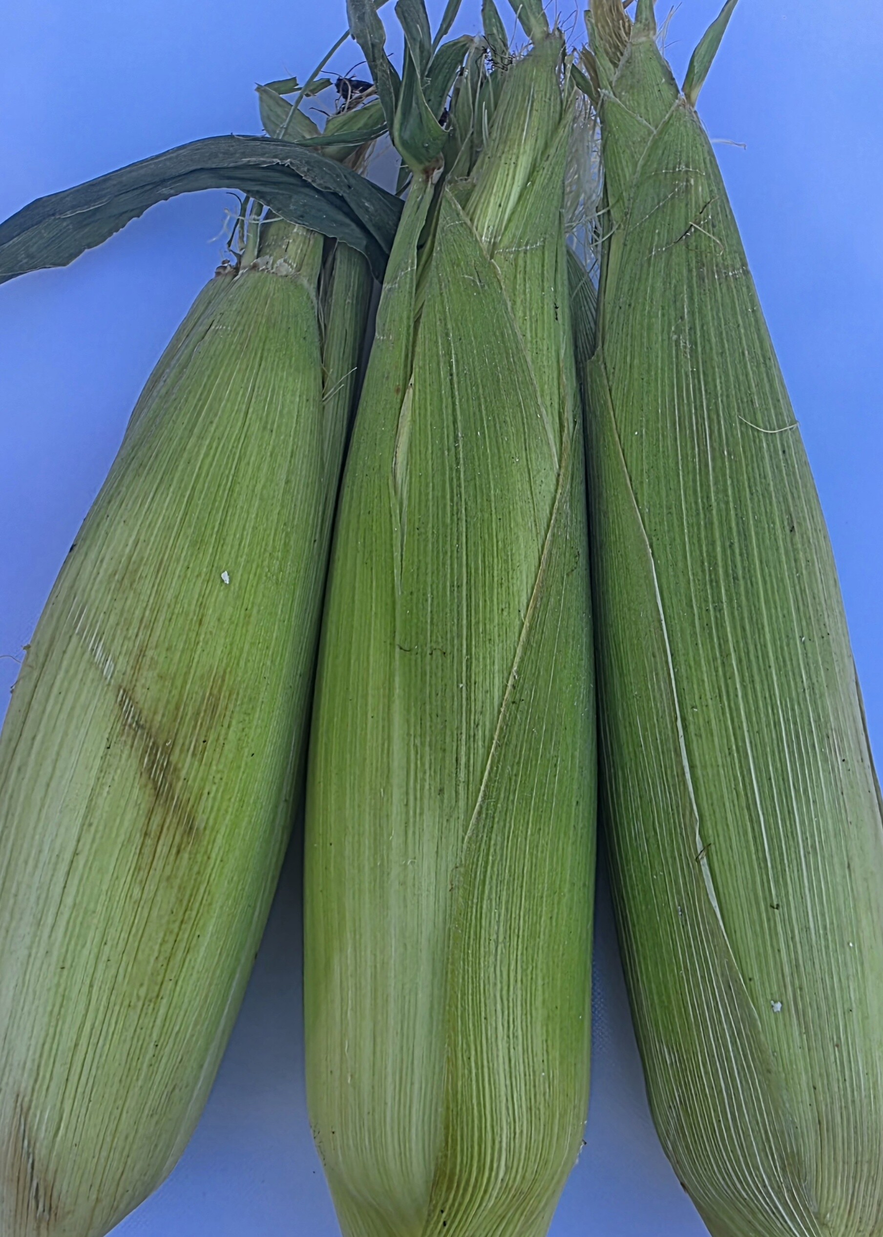 Certified Organic Sweet Corn Product Image 