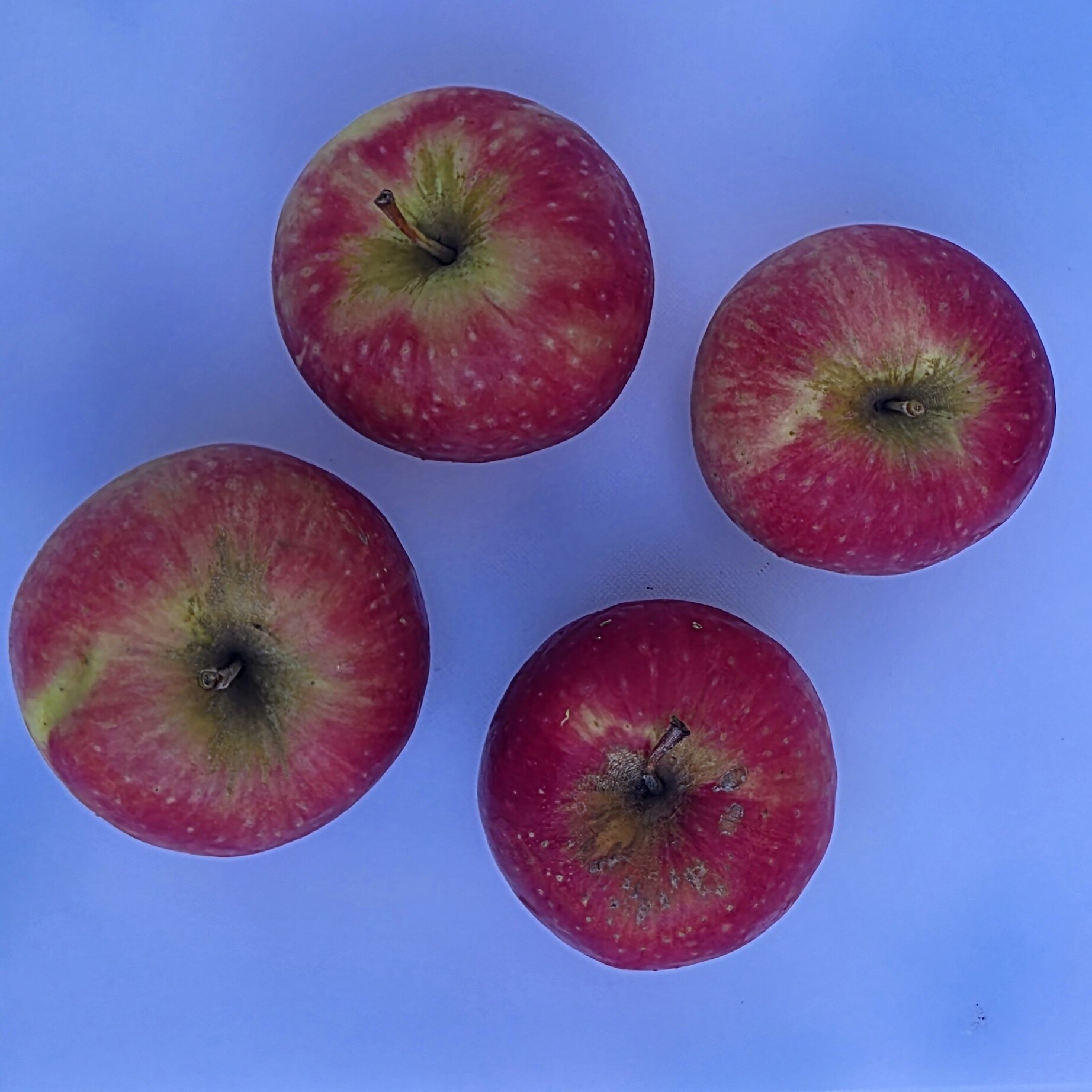 Certified Organic Apples - Pink Lady Product Image 