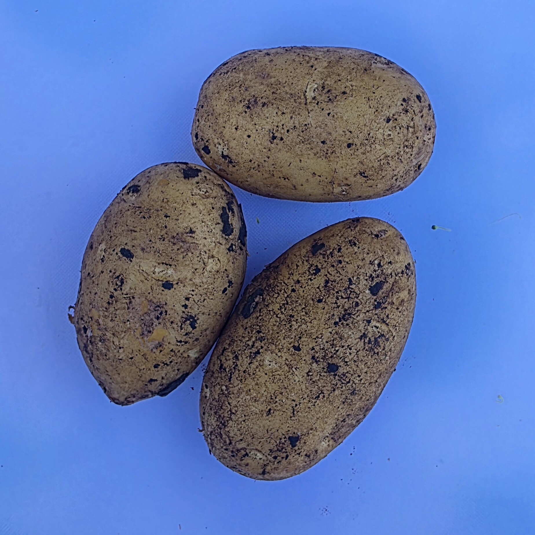 Certified Organic Potato - Dutch Cream Product Image 