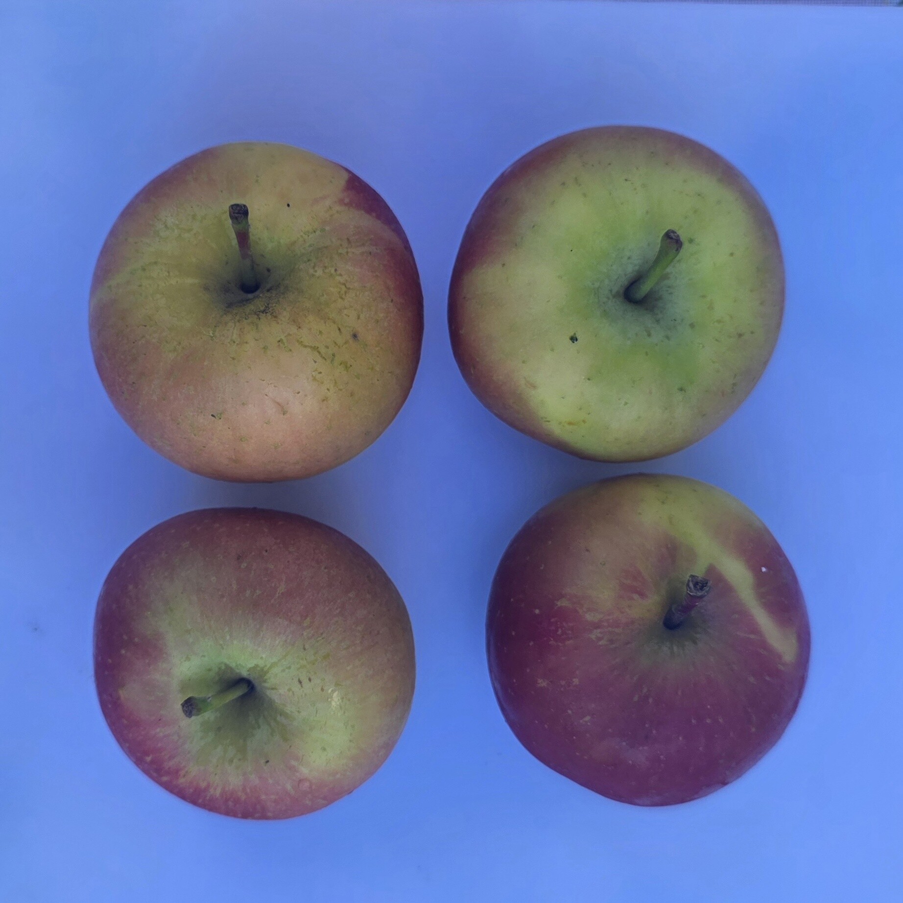 Certified Organic Apples - Fuji Product Image 