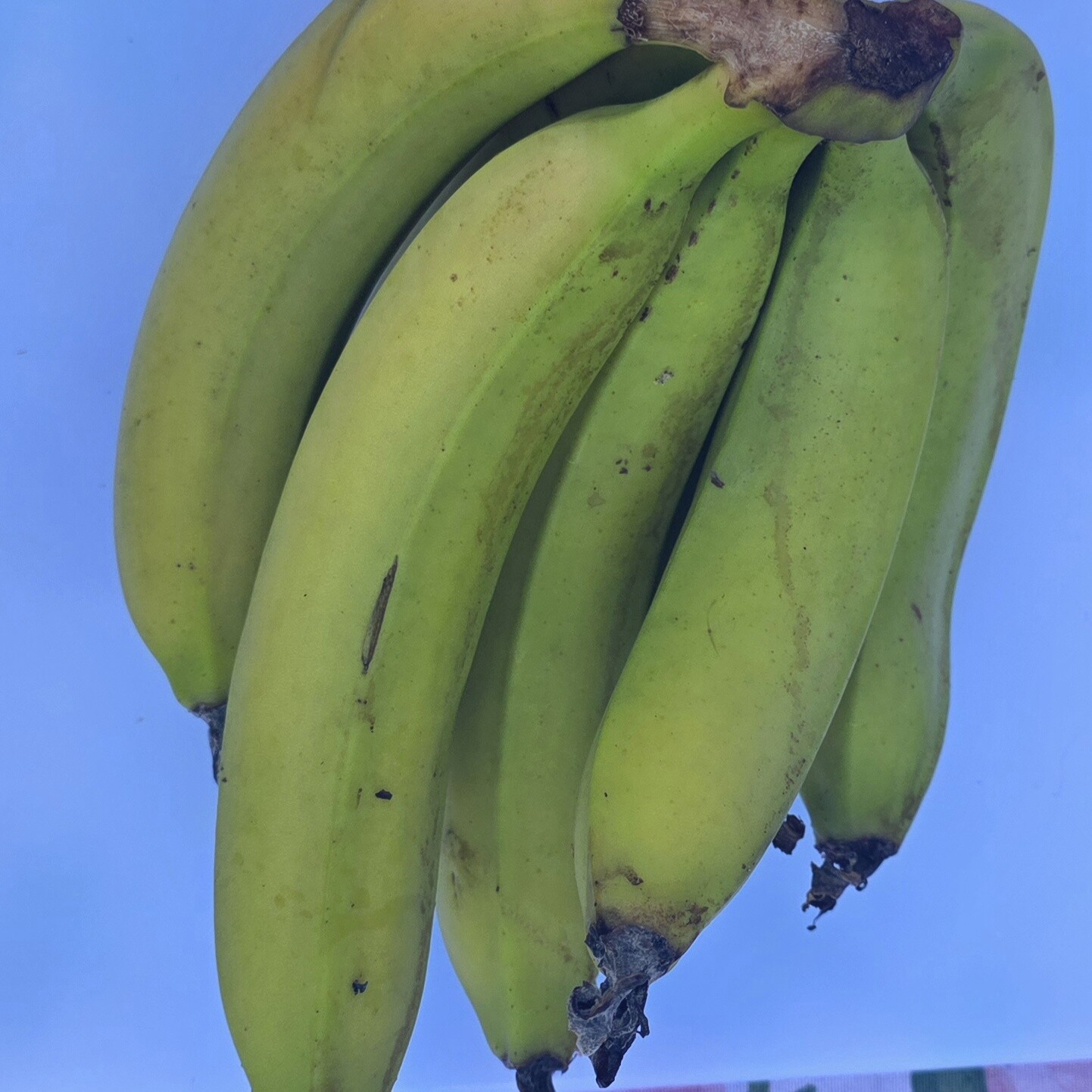 Certified Organic Banana - Premium Product Image 