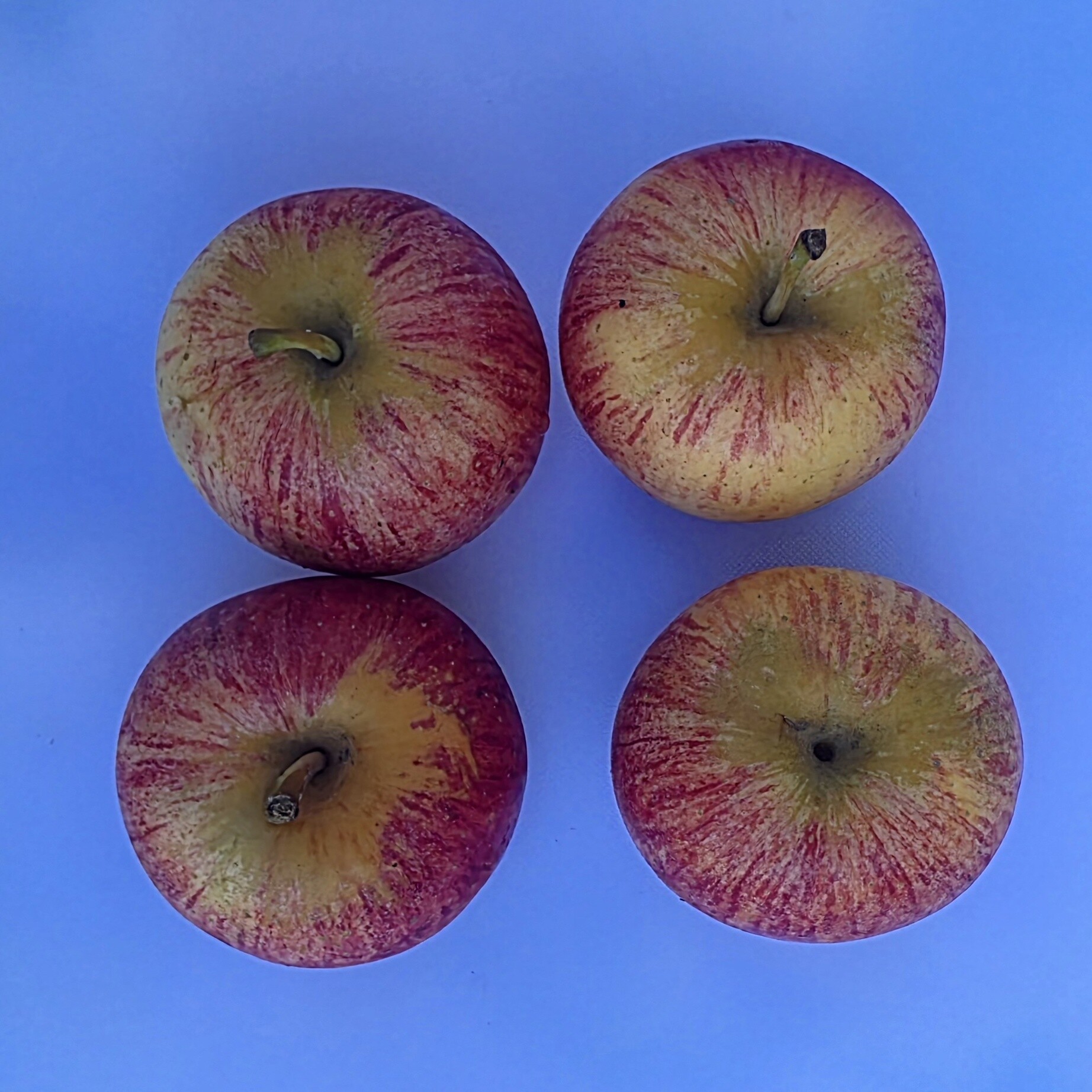 Certified Organic Apples - Gala Product Image 