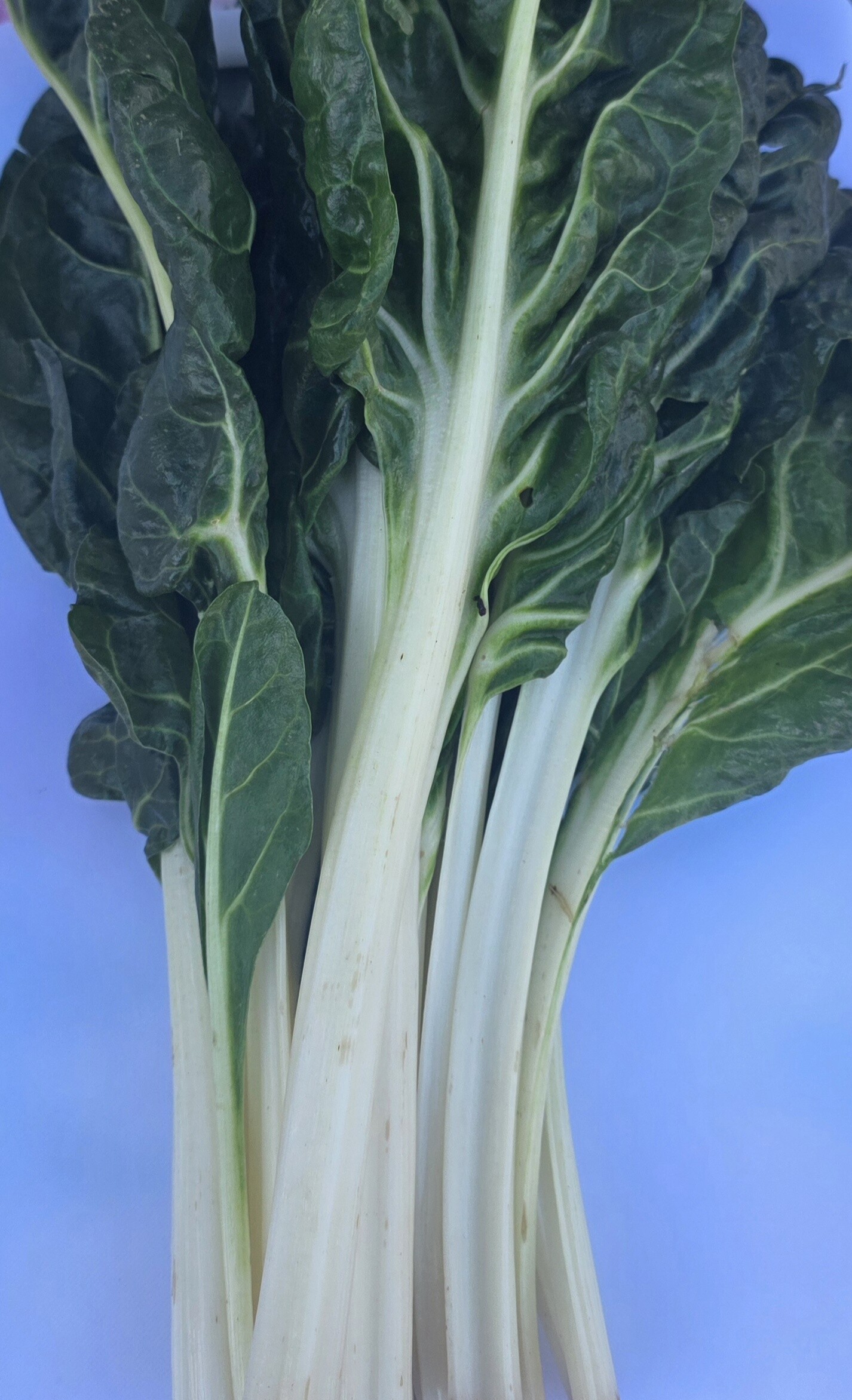 Certified Organic Silverbeet (bunch) Product Image 