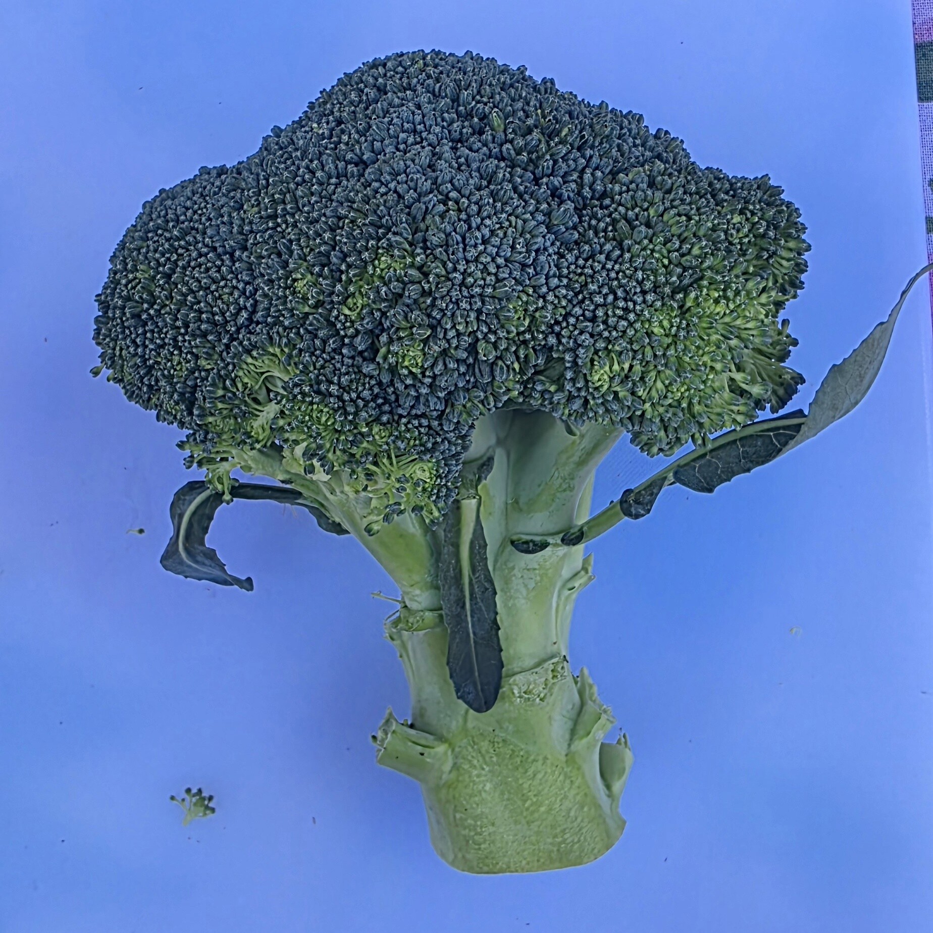 Certified Organic Broccoli Product Image 