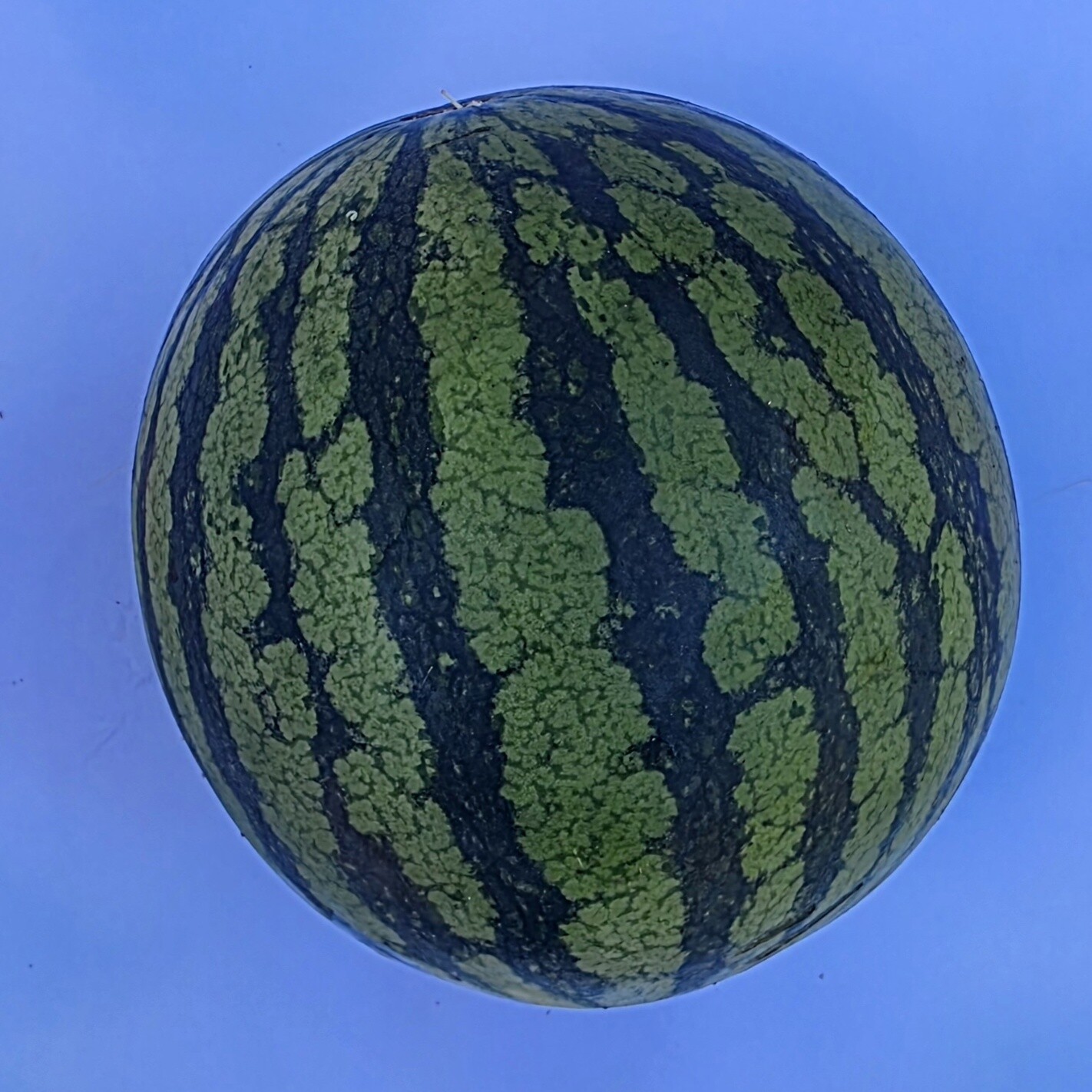 Certified Organic Watermelon - Seedless Product Image 