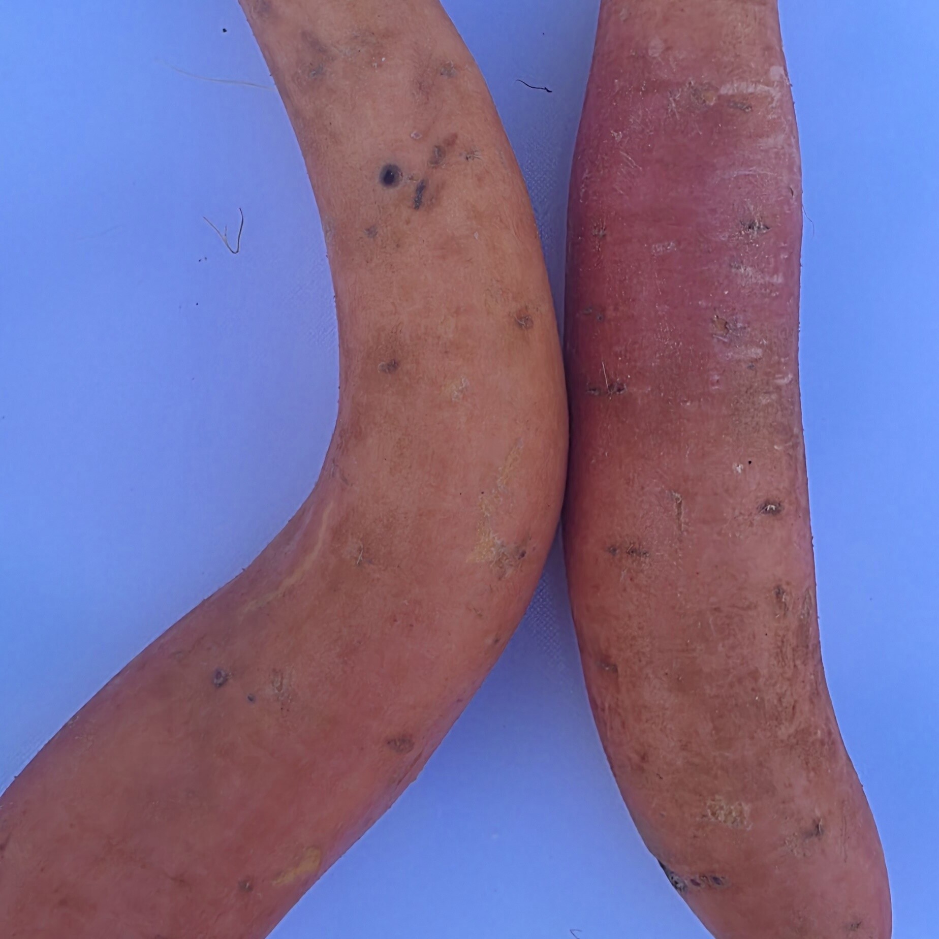Certified Organic Sweet Potato - Gold Product Image 